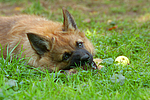 fressender Harzer Fuchs Welpe / eating Harzer Fuchs puppy