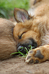 schlafender Harzer Fuchs Welpe / sleeping Harzer Fuchs puppy