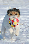 Parson Russell Terrier spielt im Schnee / prt playing in snow