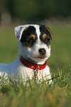 liegender Parson Russell Terrier Welpe / lying PRT puppy