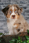 Miniature Australian Shepherd Welpe / miniature australian shepherd puppy