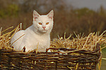 weiße Hauskatze im Strohkorb / white domestic cat