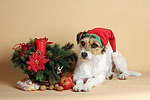 Parson Russell Terrier zu Weihnachten / PRT at christmas