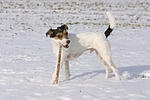 Parson Russell Terrier im Schnee / PRT in snow