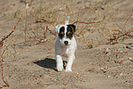 Parson Russell Terrier Welpe / parson russell terrier puppy