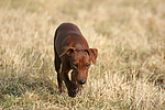 Rehpinscher / miniature pinscher