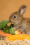 Zwergkaninchen / dwarf rabbit