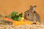 Zwergkaninchen / dwarf rabbit