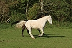 Sachsen Anhaltiner Warmblut / horses