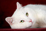 weißer BKH-Mix / white domestic cat
