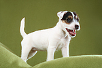 Parson Russell Terrier Welpe / standing PRT puppy