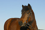 Isländer / icelandic horse