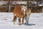 Haflinger / haflinger horse