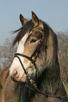 Deutsches Reitpony Portrait / pony portrait