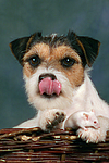 Parson Russell Terrier und Maus / dog and mouse