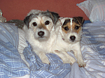 Parson Russell Terrier im Bett / PRT in bed