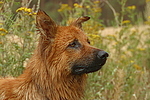 Harzer Fuchs Portrait