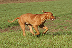 rennender Rhodesian Ridgeback / running Rhodesian Ridgeback