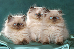 3 Perser Colourpoint Kätzchen / 3 persian colourpoint kitten