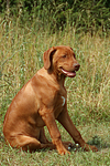 Rhodesian Ridgeback Welpe / rhodesian ridgeback puppy