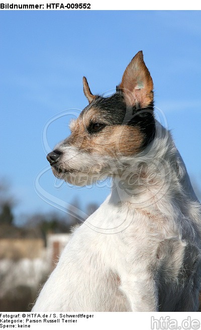 Parson Russell Terrier mit Stehohren / PRT portrait / HTFA-009552