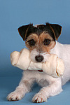 Parson Russell Terrier mit Kauknochen / prt with bone