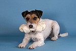 Parson Russell Terrier mit Kauknochen / prt with bone