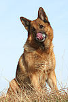 sitzender Deutscher Schäferhund / sitting German Shepherd