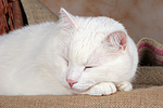 schlafender weißer BKH-Mix / sleeping white domestic cat