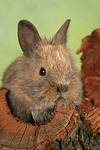 Zwergkaninchen / dwarf rabbit