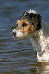 Parson Russell Terrier