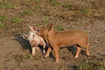 Ferkel / piglets