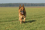 rennender Deutscher Schäferhund / running German Shepherd