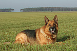 liegender Deutscher Schäferhund / lying German Shepherd