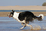rennender Border Collie am Strand / running Border Collie at beach