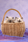 Perser Colourpoint Kätzchen im Körbchen / persian colourpoint kitten in basket