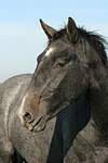 Sachsen Anhaltiner Warmblut / horse