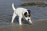 Parson Russell Terrier Welpe / parson russell terrier puppy