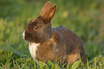 Zwergkaninchen / dwarf rabbit