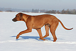 rennender Rhodesian Ridgeback / running Rhodesian Ridgeback