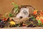 Perser Colourpoint Kätzchen / persian colourpoint kitten