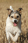 rennender Parson Russell Terrier / running PRT