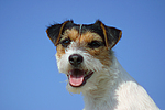 Parson Russell Terrier