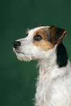 Parson Russell Terrier