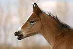 Deutsches Reitpony / pony