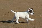 Parson Russell Terrier Welpe / parson russell terrier puppy