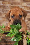 Rhodesian Ridgeback Welpe / rhodesian ridgeback puppy