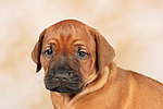 Rhodesian Ridgeback Welpe / rhodesian ridgeback puppy