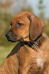 Rhodesian Ridgeback Welpe / rhodesian ridgeback puppy