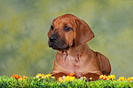 Rhodesian Ridgeback Welpe / rhodesian ridgeback puppy